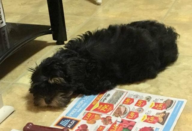 Shihpoo puppy