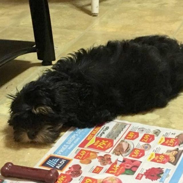 Shihpoo puppy