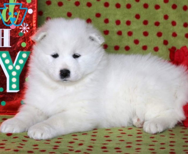 samoyed poodle mini