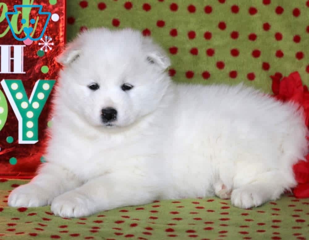 samoyed newfoundland mix