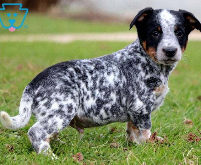 Australian Cattle Dog Mix Puppies For Sale Puppy Adoption Keystone