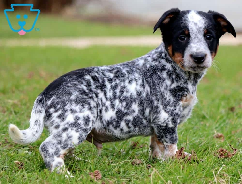 australian cattle dog poodle mix