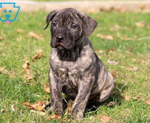 Presa Canario Puppies for Sale - Keystone Puppies