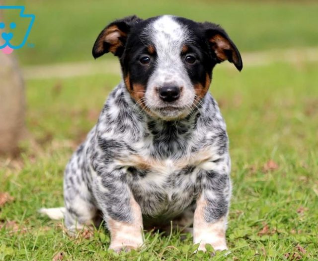 cattle dog terrier mix