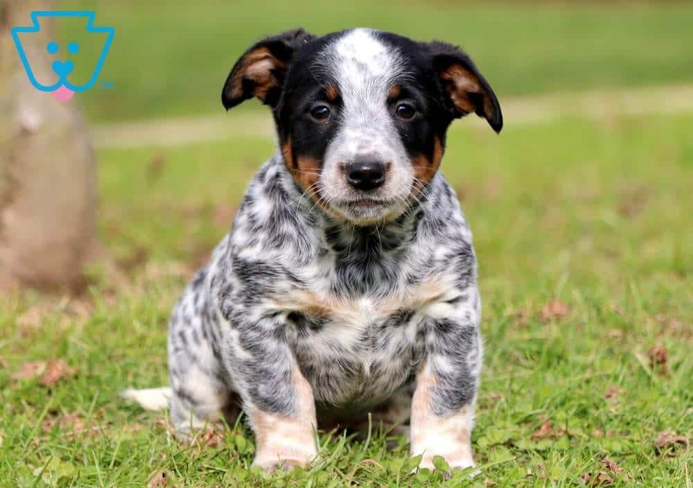 Peru kulstof Orkan Tia | Australian Cattle Dog Mix Puppy For Sale | Keystone Puppies