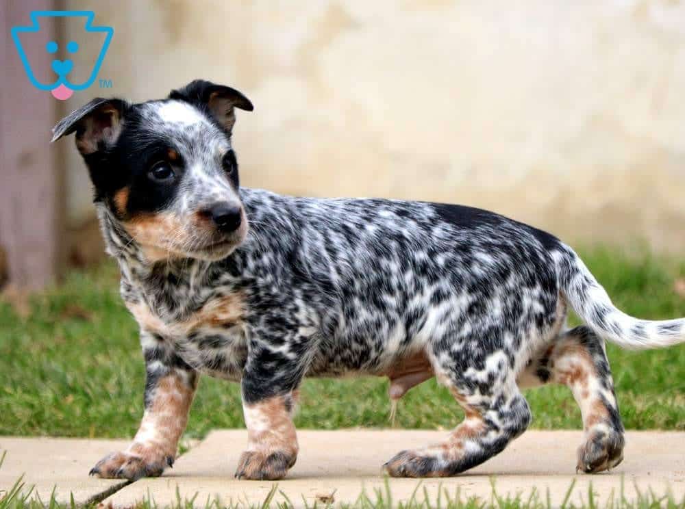 Timmy Australian Cattle Dog Mix Puppy For Sale