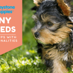 tiny-breeds-healthy-responsibly-bred-Pennsylvania