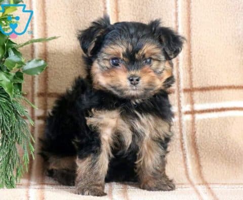 Toby-Morkie-Designer-Breed-Dog-Maltese-Yorkie-ACHC-IDCR-ICA