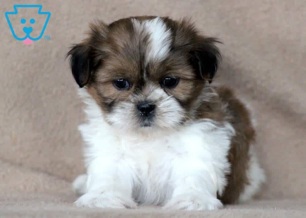 shih tzu cuddly toy uk