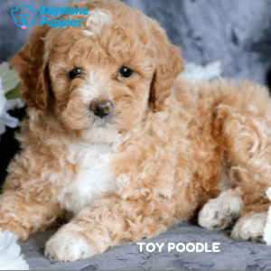 toy-poodle-healthy-responsibly-bred-Pennsylvania