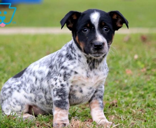 Australian Cattle Dog Mix Puppies For Sale Puppy Adoption Keystone
