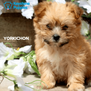 yorkichon-healthy-responsibly-bred-Pennsylvania