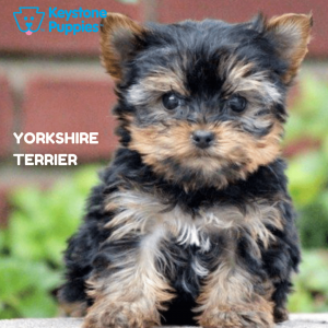 yorkshire-terrier-healthy-responsibly-bred-Pennsylvania