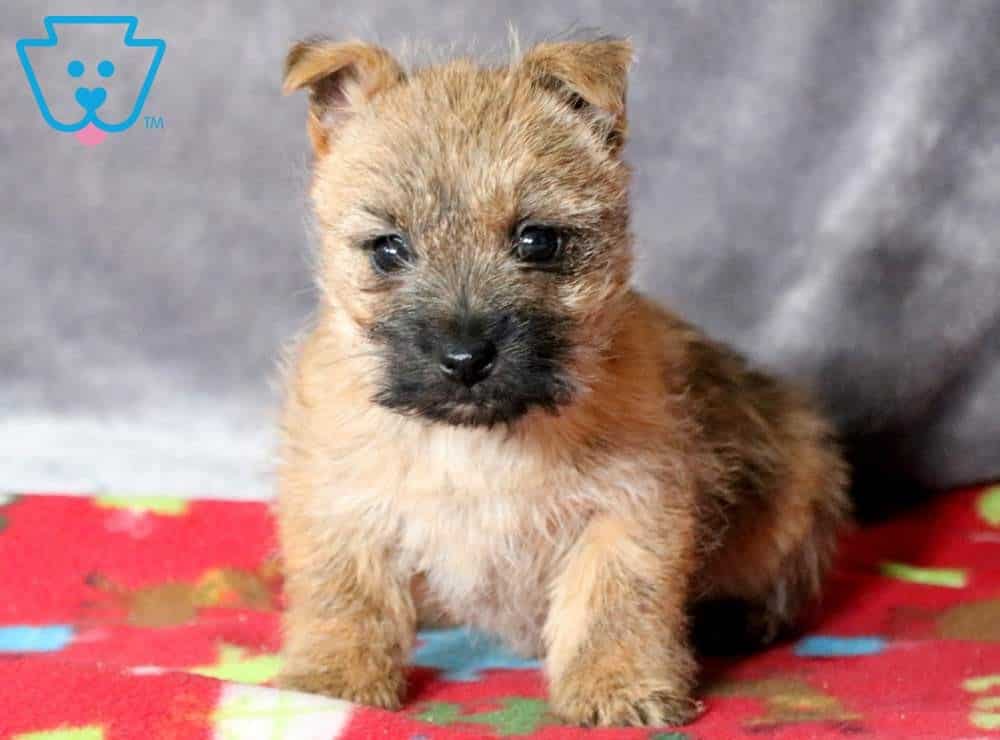 Zoey Cairn Terrier Puppy For Sale Keystone Puppies