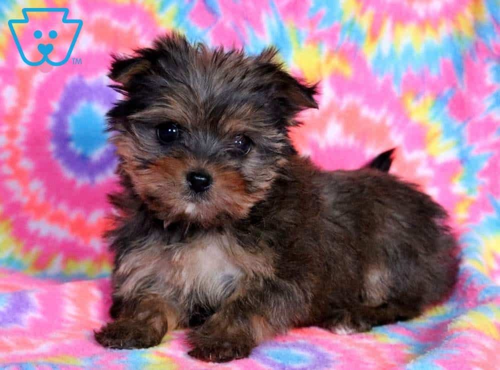 shorkie breeder near me
