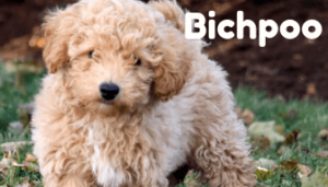 bichpoo-healthy-responsibly-bred-Pennsylvania