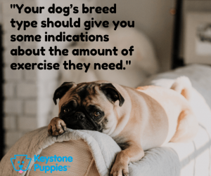 breed-exercise-healthy-responsibly-bred-Pennsylvania