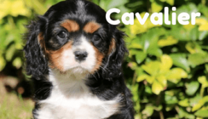 cavalier-healthy-responsibly-bred-Pennsylvania