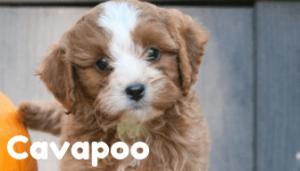 cavapoo-healthy-responsibly-bred-Pennsylvania