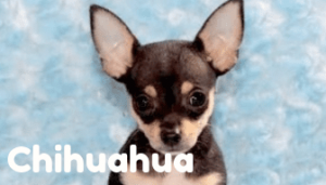 chihuahua-healthy-responsibly-bred-Pennsylvania