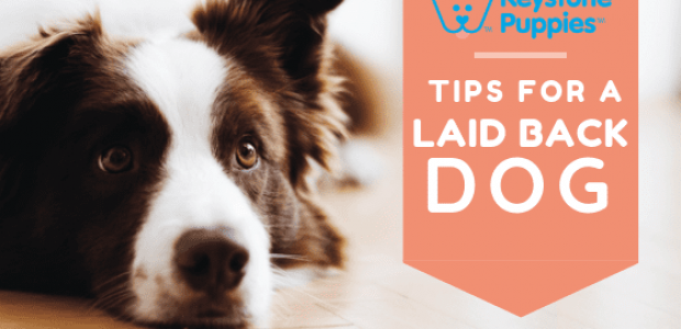 Tips for a More Laid-Back and Well-Adjusted Dog