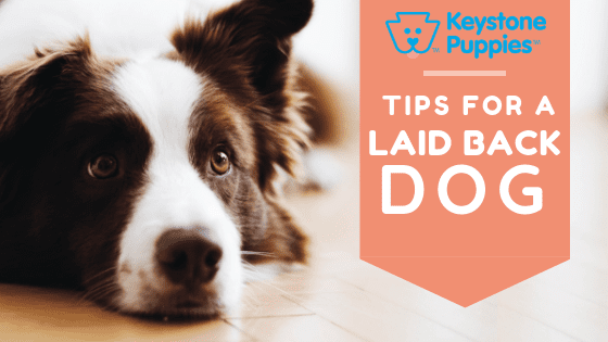 laid-back-dogs-healthy-responsibly-bred-Pennsylvania