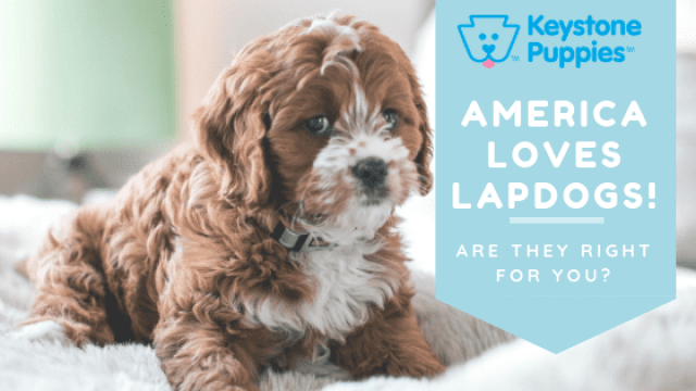 America Loves Lapdogs!