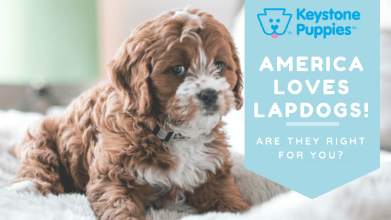 cute lap dog breeds