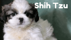 shih-tsu-healthy-responsibly-bred-Pennsylvania