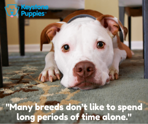 time-alone-healthy-responsibly-bred-Pennsylvania