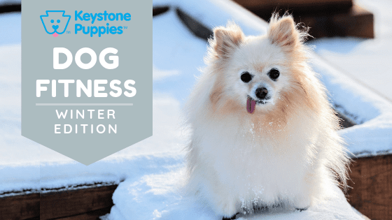 winter-dog-fitness-healthy-responsibly-bred-Pennsylvania