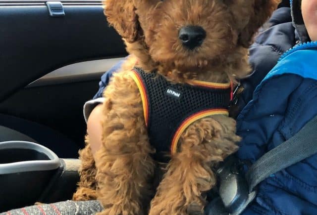 New addition to our family.