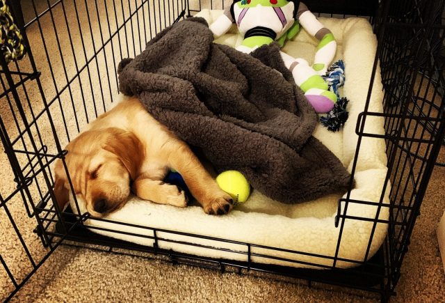 Keystone puppies brought me Odin