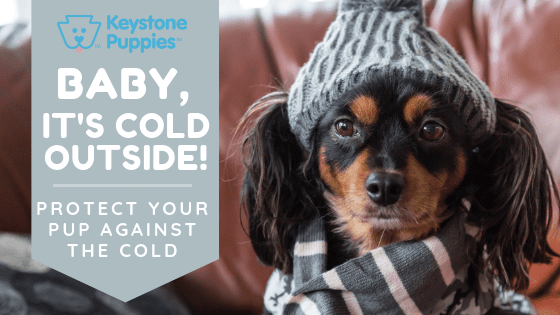 Baby Its Cold Outside Keystone Puppies Puppies For Sale Pennsylvania