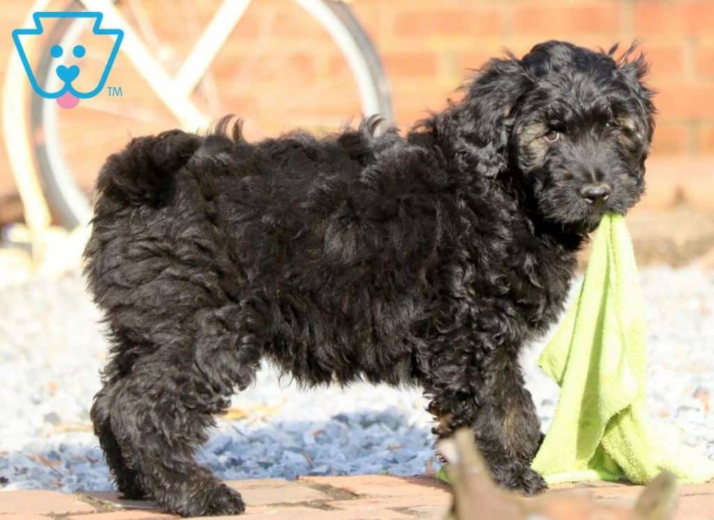 Black Goldendoodle puppy for sale for families