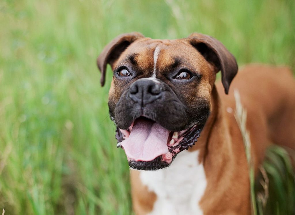 Full grown family dog breed the Boxer