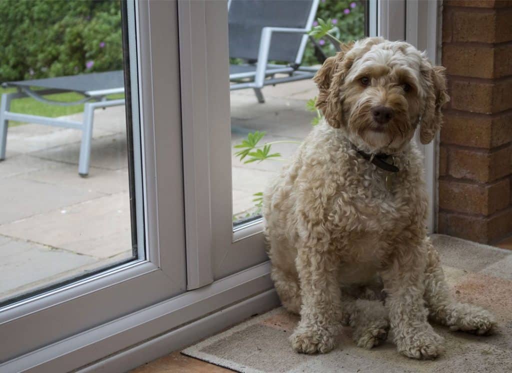 Full grown Cockapoo by family door