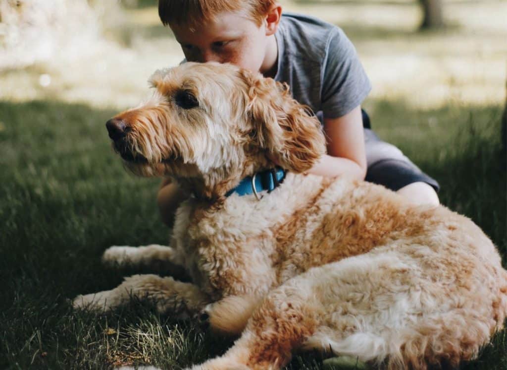 Family dog Goldendoodle with little boy