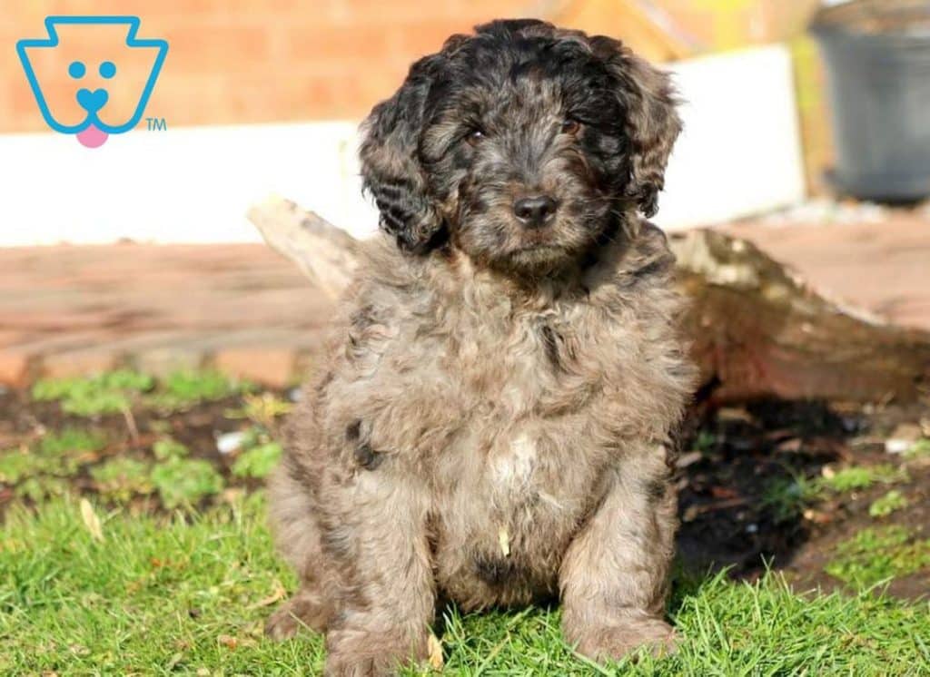 Goldendoodle puppy for sale in PA