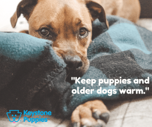 keep-dogs-warm-healthy-responsibly-bred-Pennsylvania