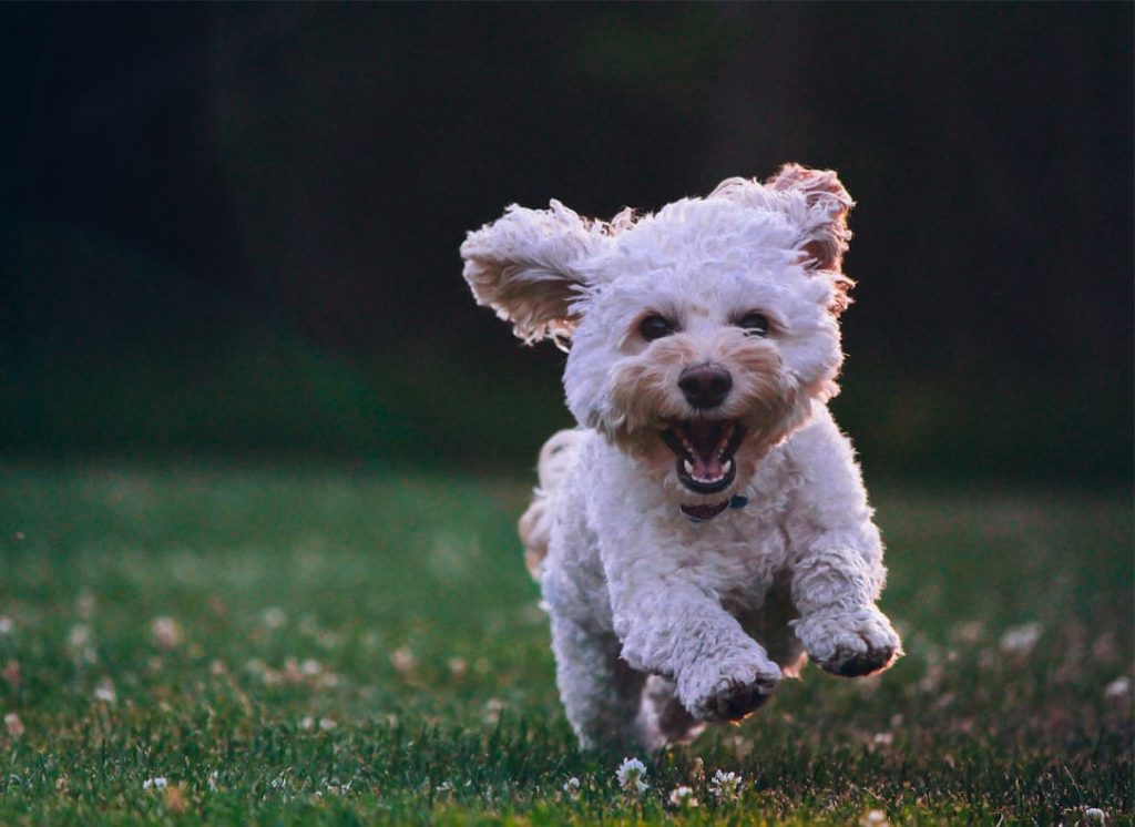 Playful Cockapoo puppy great family dog