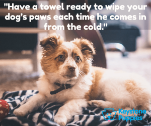 wipe-dogs-paws-healthy-responsibly-bred-Pennsylvania