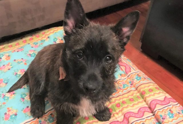CAIRN TERRIER – SOPHIA