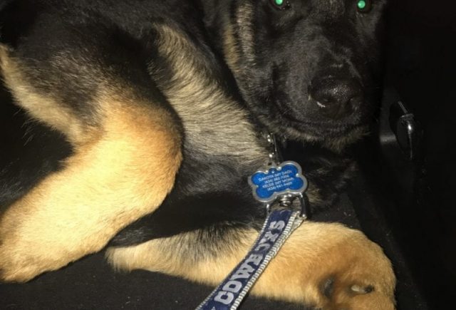 German Shepherd Puppy