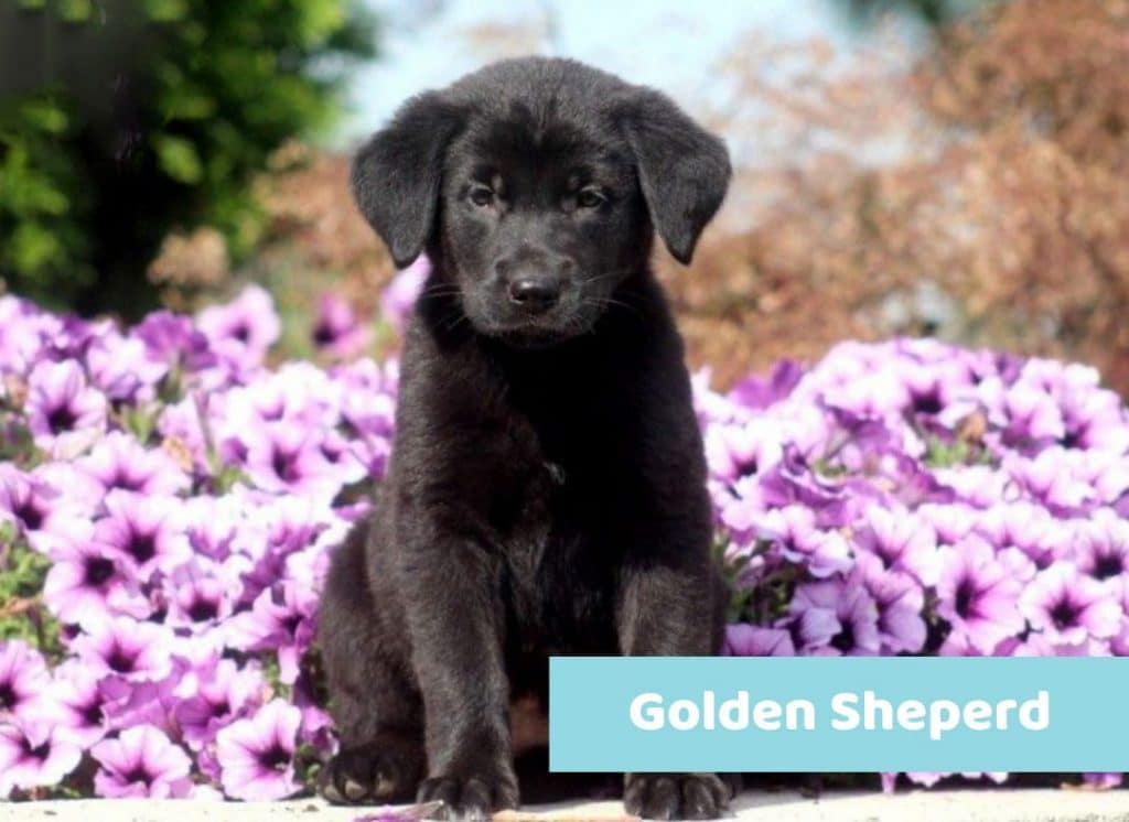 Picking the Best Names for Black Dogs Keystone Puppies Blog