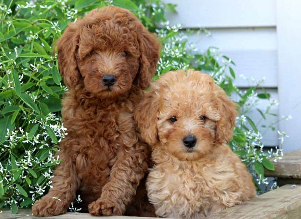 Mini Poodle puppies for sale in PA