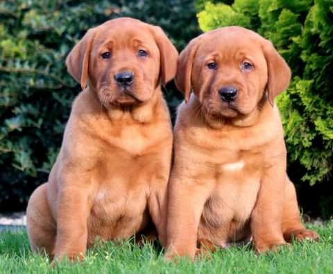 Fox Red Lab