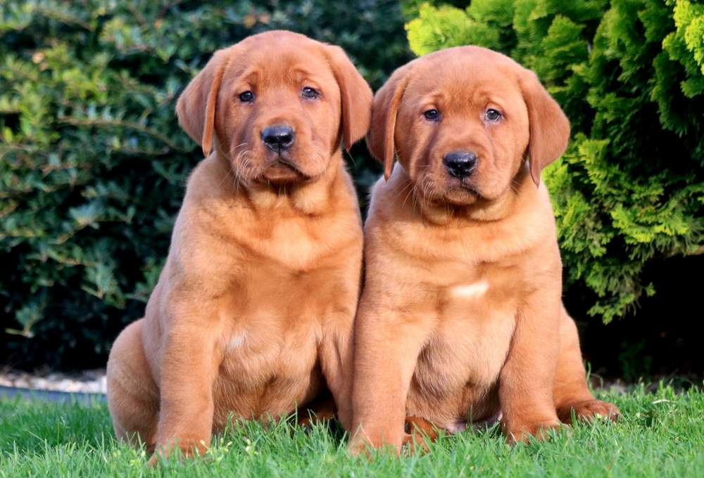 red labrador puppies