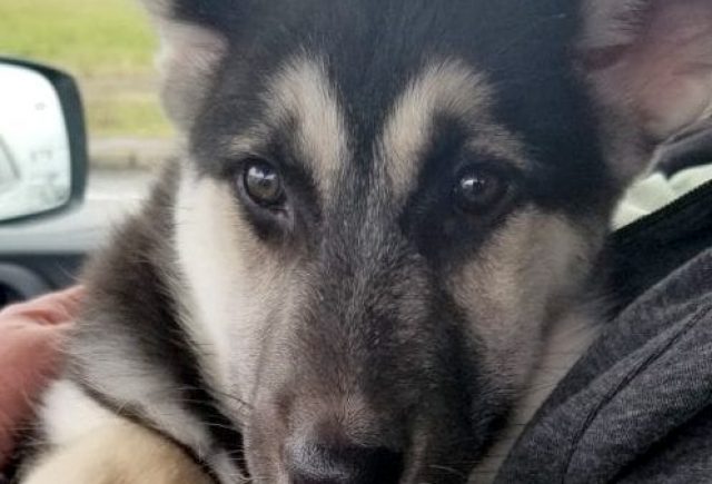 Scared of shipping puppy?