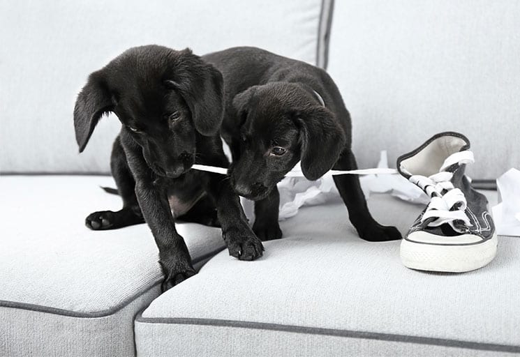 Black Lab puppies playing in new home